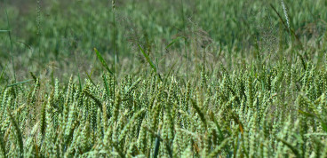 Weizenfelder in Groß Ziethen